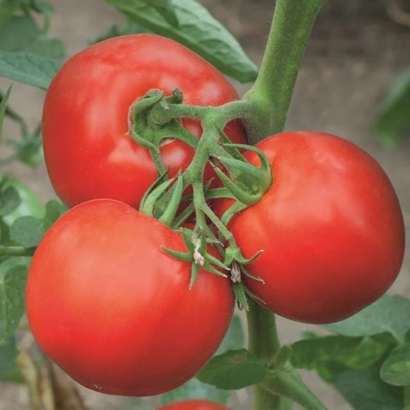 Almindelig Tomat Gemini - Tomatplante
