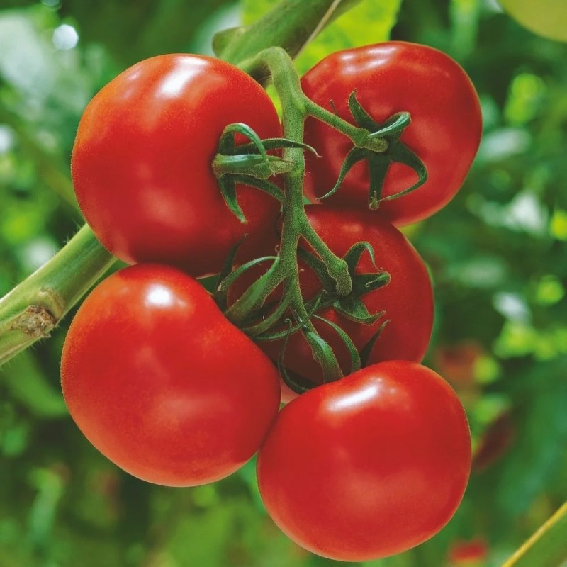 Almindelig Tomat Sparta - Tomatplante