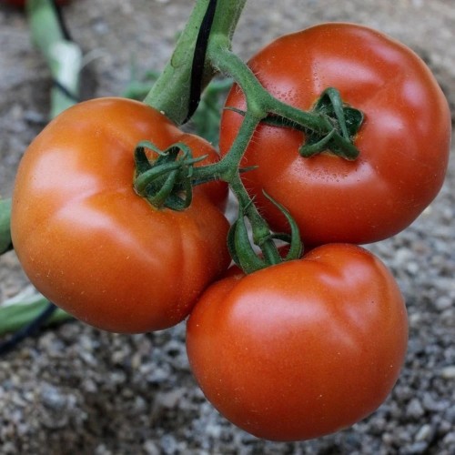 Almindelig Tomat Elin - Tomatplante