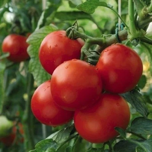 Almindelig Tomat Dansk Export - Tomatplante