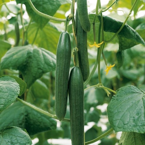 Almindelig Agurk Summer Spring - Agurkeplante