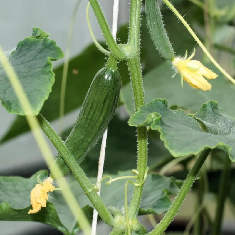 Baby Agurk Picolino - Agurkeplante