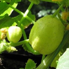 Citron Agurk Lemon -...