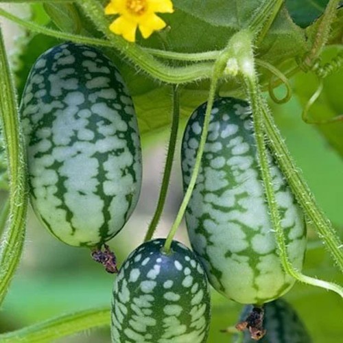 Jungle Agurk Zehneria Scabra - Agurkeplante