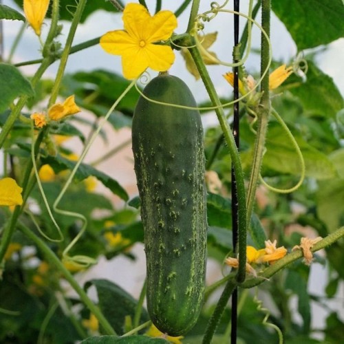 Frilands Agurk Burpless Tasty - Agurkeplante