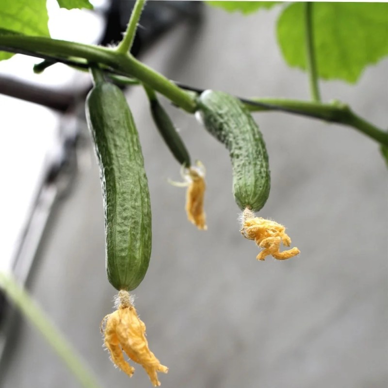Snack Agurk Kai Kura - Agurkeplante