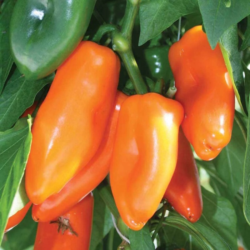 Snackpeber Sweet Orange - Peberplante