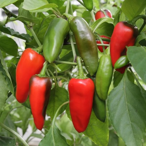 Snackpeber Sweet Red - Peberplante