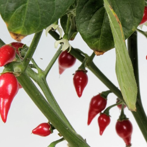 Chili Biquinho - Chilipeber Plante