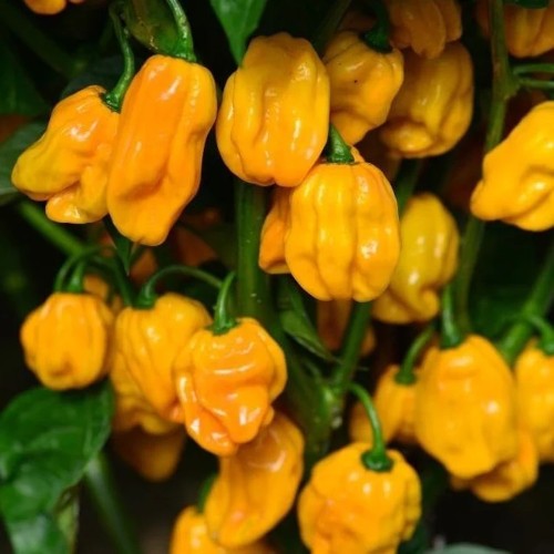Chili Numex Suave Orange - Chilipeber Plante