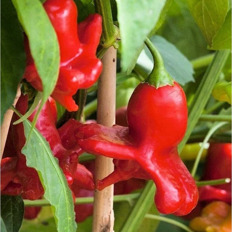 Chili Jamaican Bell - Chilipeber Plante