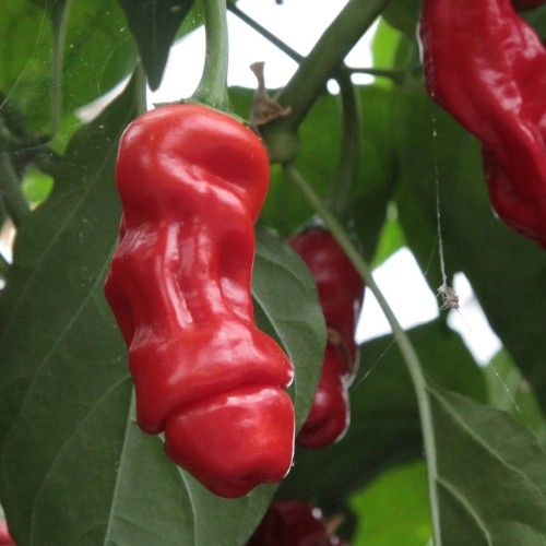 Chili Penis Chili - Chilipeber Plante