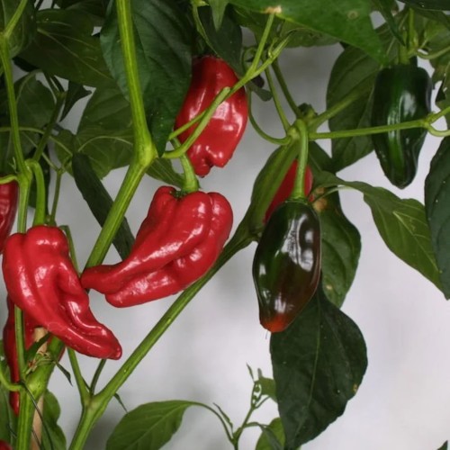 Chili Tapas Padron - Chilipeber Plante