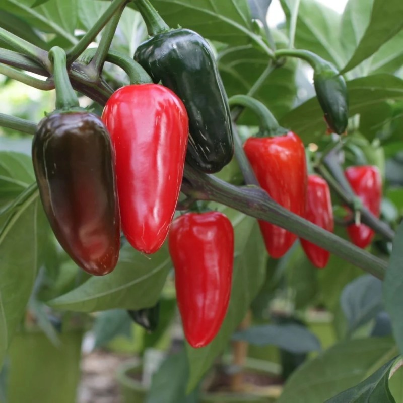Chili Jalapeno - Chilipeber Plante