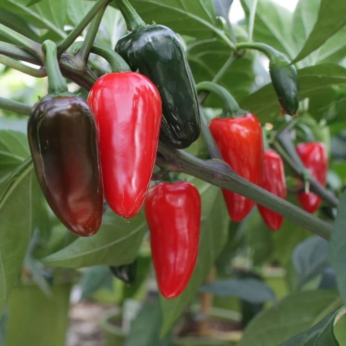 Chili Jalapeno - Chilipeber Plante