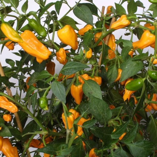 Chili Cheyenne - Chilipeber Plante