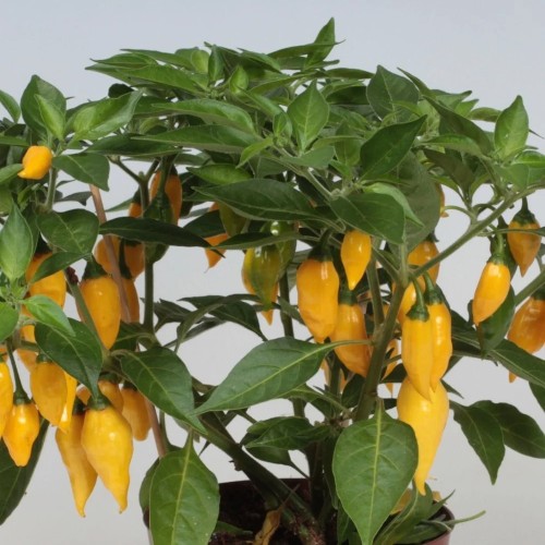 Chili Citron - Chilipeber Plante