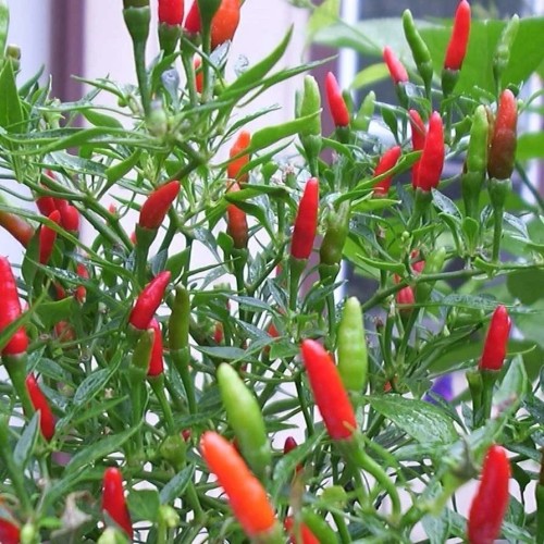 Chili Thai Chili - Chilipeber Plante
