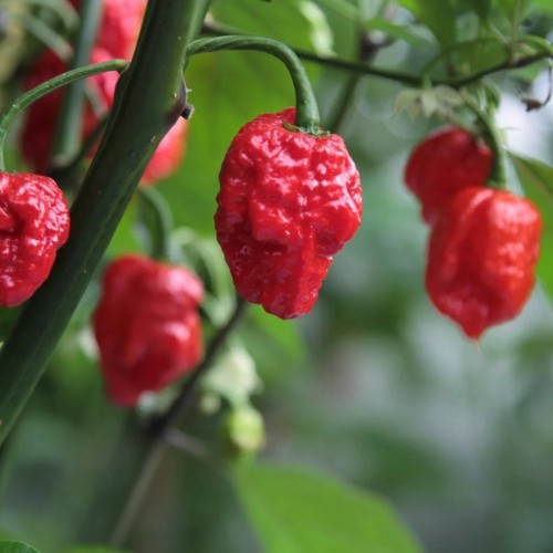 Chili Carolina Reaper - Chilipeber Plante