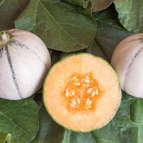Cantaloupe Melon Murrmel - Melon Plante - Cucumis meol