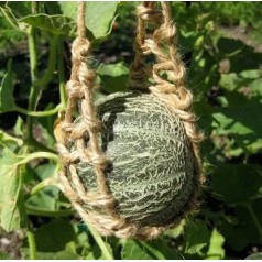 Net Melon Harvest King -...
