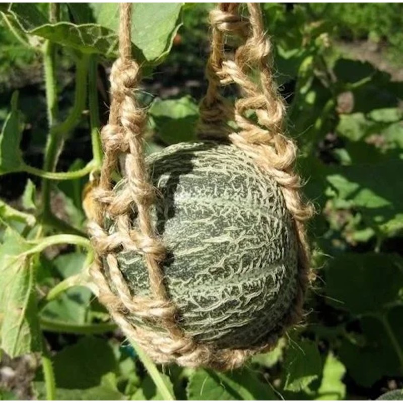 Net Melon Harvest King - Melon Plante - Cucumis Melo Netmelon