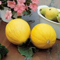 Honning Melon Tucan - Melon...