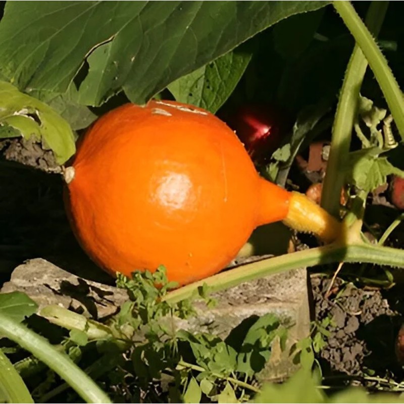 Græskar Hokkaido Amoro - Græskar Plante - Cucurbita pepo Hokaido