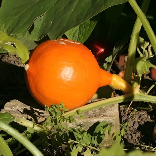 Græskar Hokkaido Amoro - Græskar Plante - Cucurbita pepo Hokaido