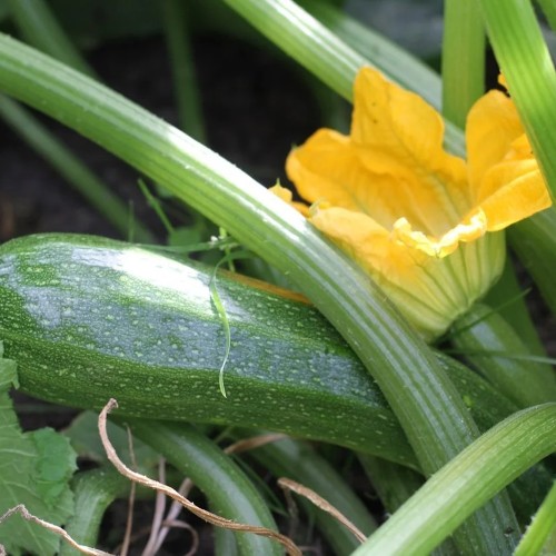 Squash Dunja - Squash Plante - Cucurbita Pepo Dunja