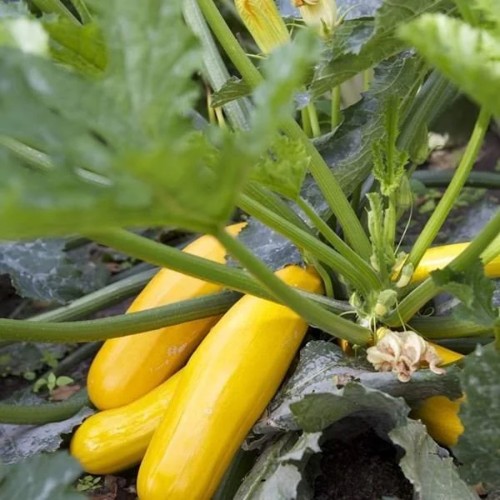 Gul Squash Soleil - Squash Plante - Cucurbita Pepop Soleil