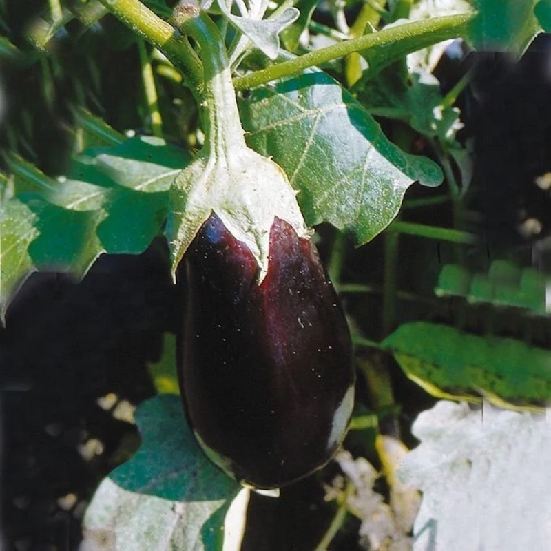 Aubergine Roma - Aubergine Plante - Solanum melong Roma