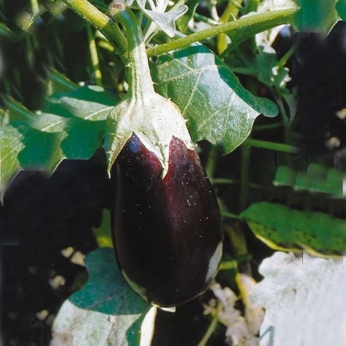 Aubergine Romanov - Aubergine Plante - Solanum melong Romanov