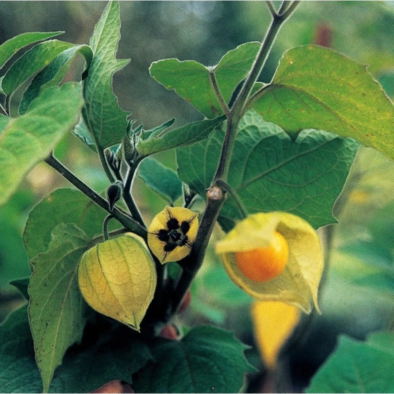 Ananaskirsebær plante - Physalis pruinosa