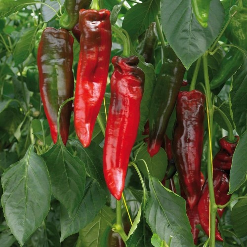 Chili Rubinne - Chilipeber Plante