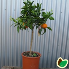 Mandarintræ - Citrusfrugter