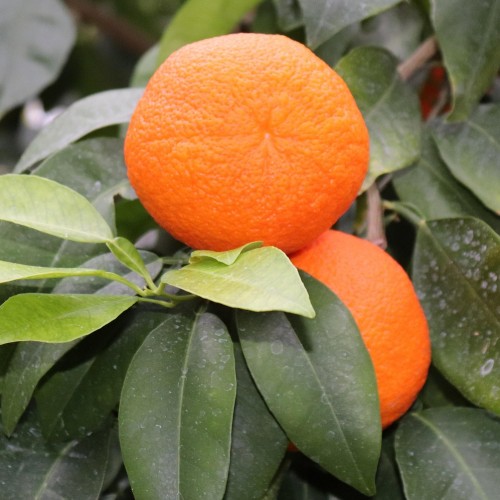 Appelsintræ 140-160 cm. - Citrus Arancio