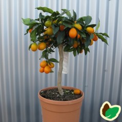 Kumquat - Citrusplanter