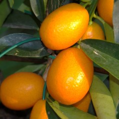 Kumquat - Citrusplanter