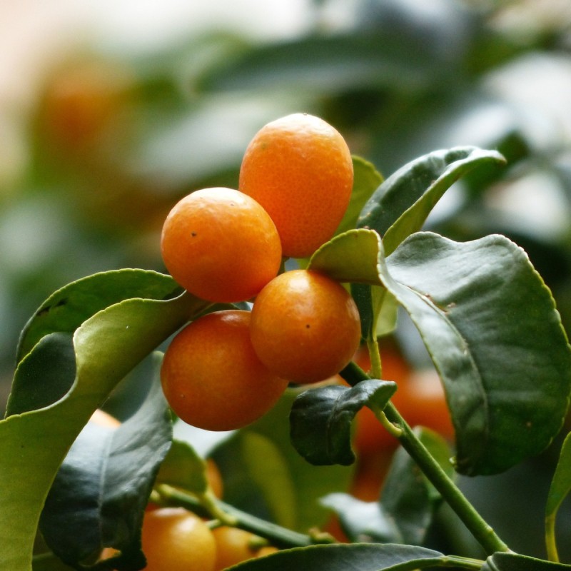 Kumquat - Citrusplanter