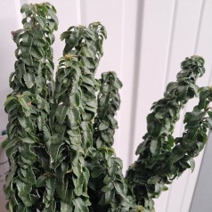 Japansk Benved Rykojo-...