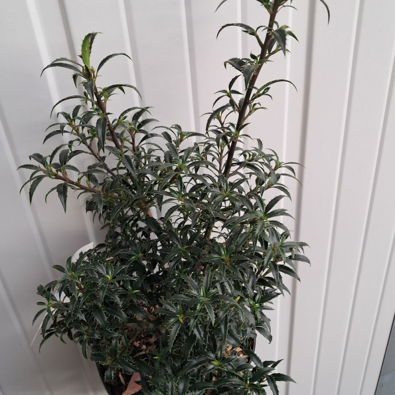 Dværg Kristtorn Heckenzwerg - Ilex aquifolium Heckenzwerg