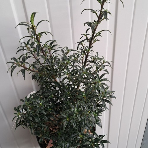 Dværg Kristtorn Heckenzwerg - Ilex aquifolium Heckenzwerg