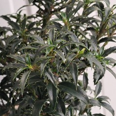 Dværg Kristtorn Heckenzwerg - Ilex aquifolium Heckenzwerg