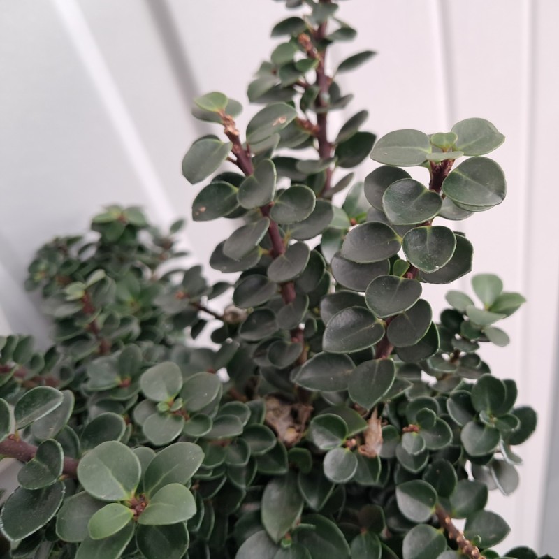 Småbladet Kristtorn Dwarf Pagoda - Ilex crenata Dwarf Pagoda