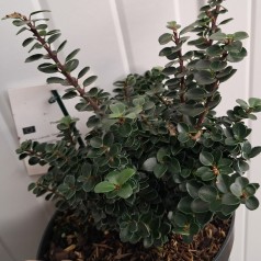 Småbladet Kristtorn Dwarf Pagoda - Ilex crenata Dwarf Pagoda