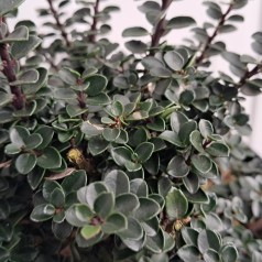 Småbladet Kristtorn Jersey Jewel - Ilex crenata Jersey Jewel
