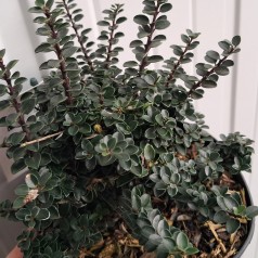 Småbladet Kristtorn Jersey...