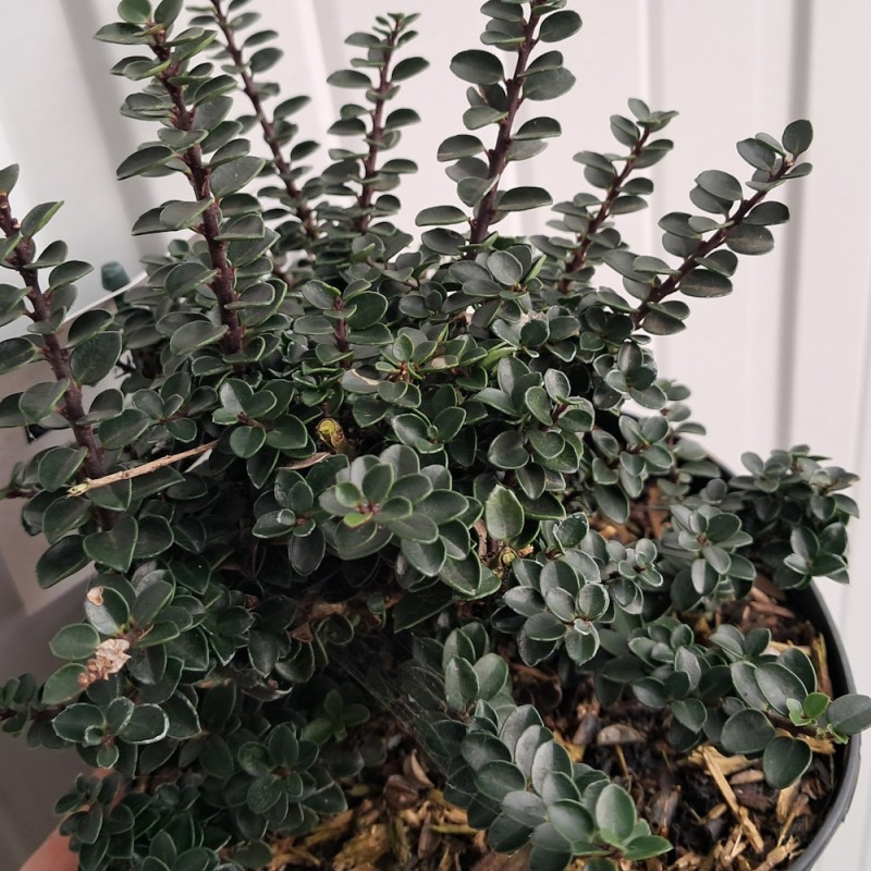 Småbladet Kristtorn Jersey Jewel - Ilex crenata Jersey Jewel