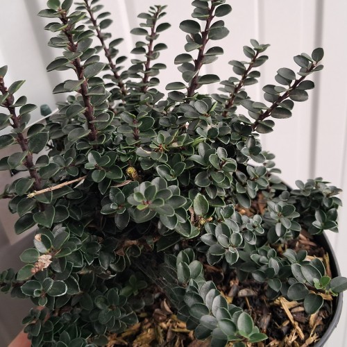 Småbladet Kristtorn Jersey Jewel - Ilex crenata Jersey Jewel